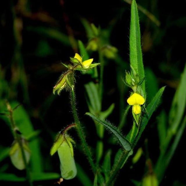 Crotalaria sagittalis — flower