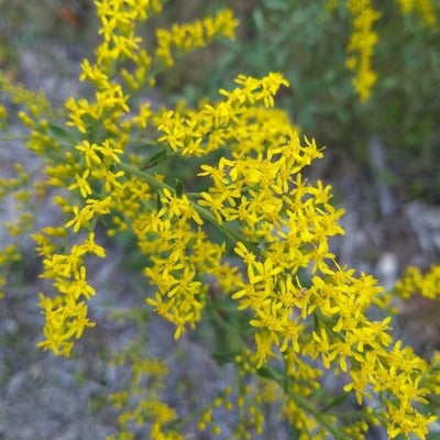 Solidago nemoralis — flower