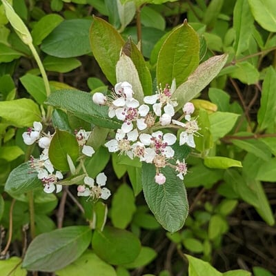 Aronia arbutifolia — flower