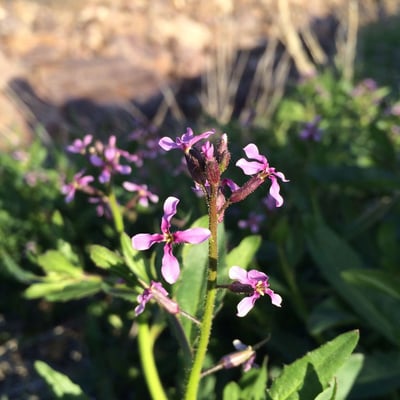 Chorispora tenella — flower