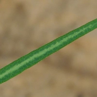 Alysicarpus ovalifolius — leaf