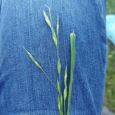 Bromus catharticus — flower