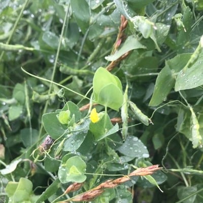 Lathyrus aphaca — flower
