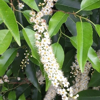 Prunus lusitanica — flower