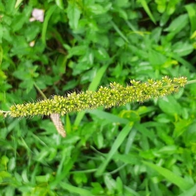 Setaria verticillata — flower