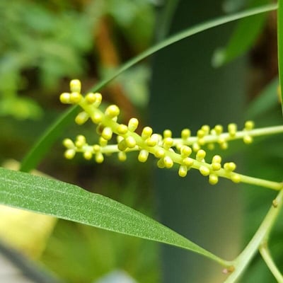 Acacia spirorbis — flower