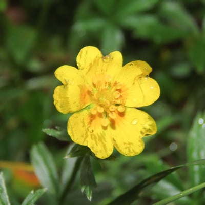 Potentilla aurea — flower