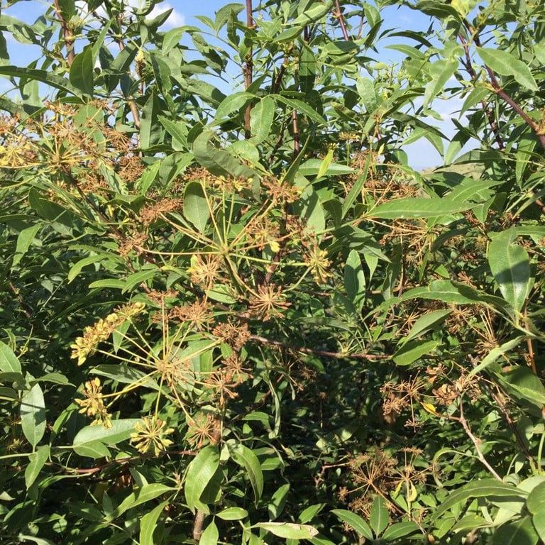 Parsley tree