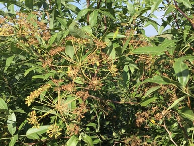 Parsley tree