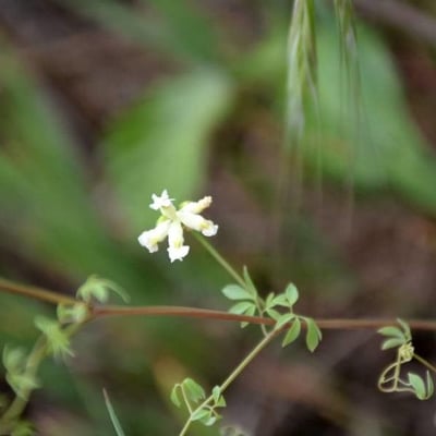 Ceratocapnos claviculata — flower