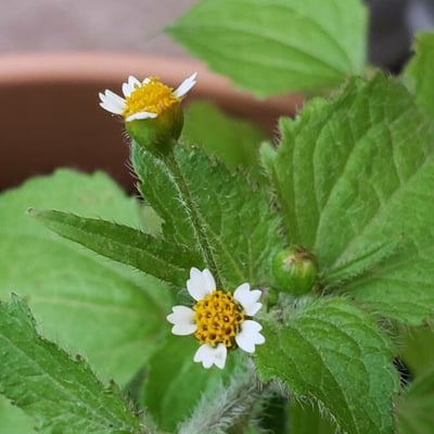 Galinsoga quadriradiata — flower