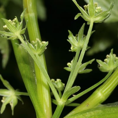 Apium nodiflorum — flower