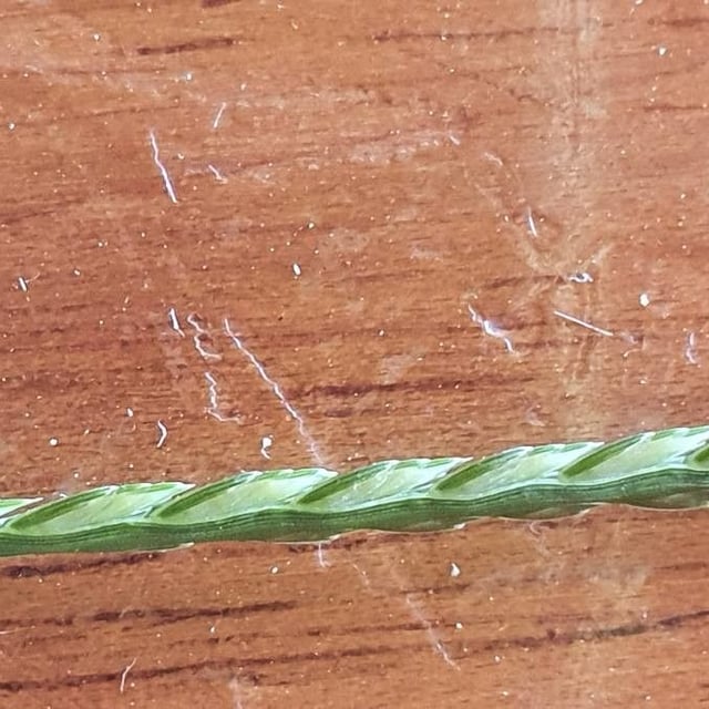 Eleusine coracana — flower