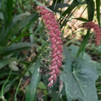 Cenchrus pedicellatus — flower