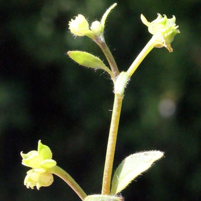 Ranunculus parviflorus — flower