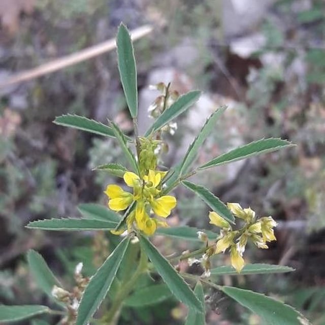 Melilotus sulcatus — flower