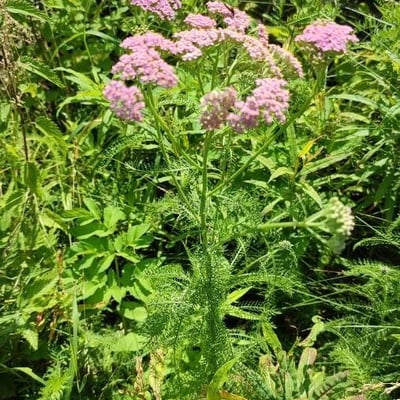 Achillea asiatica — habit