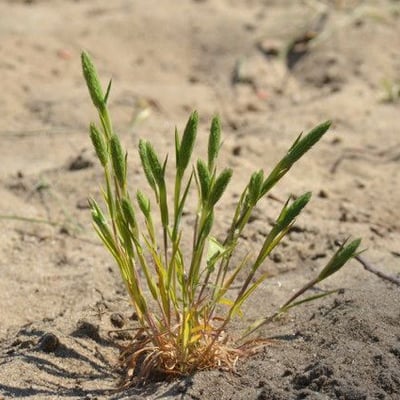Phleum arenarium — flower