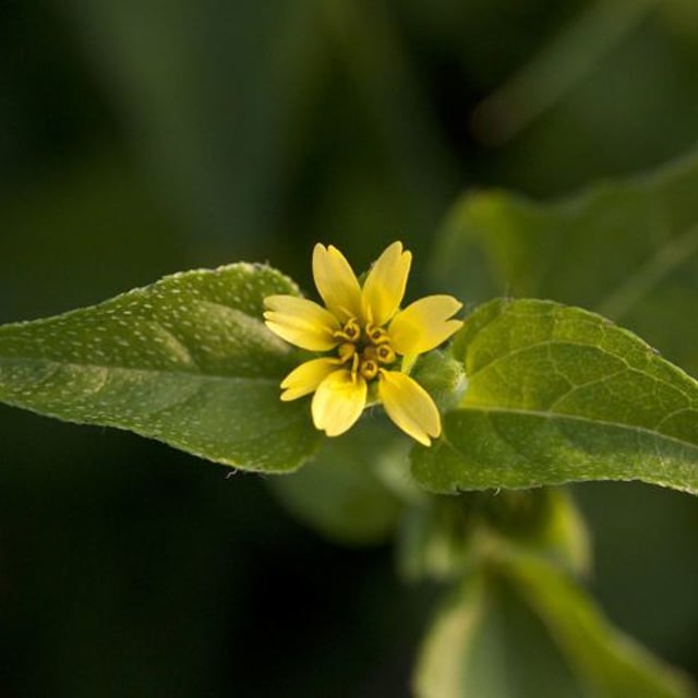 Calyptocarpus vialis — flower