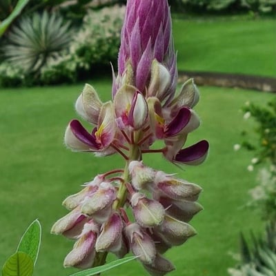Pueraria montana — flower