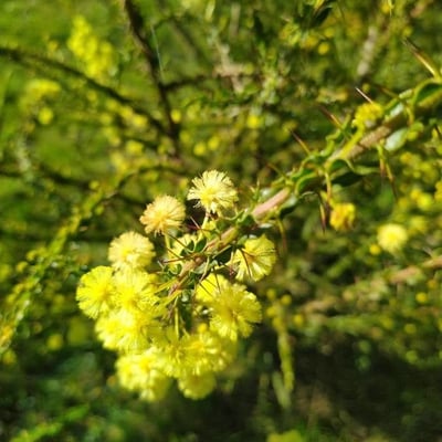 Acacia paradoxa — flower