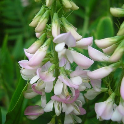 Glycyrrhiza glabra — flower