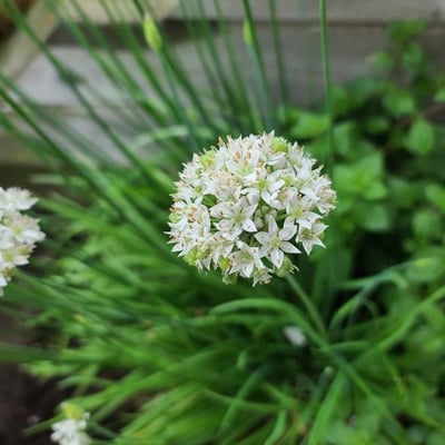 Allium canadense — flower