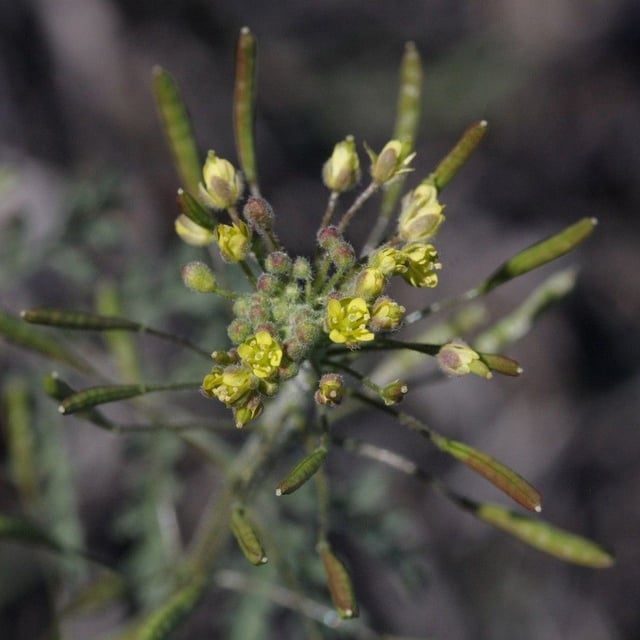Descurainia pinnata — flower