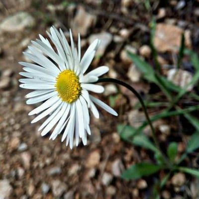 Bellis sylvestris — flower