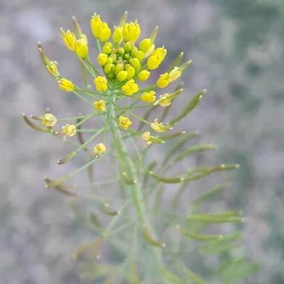 Descurainia pinnata — flower