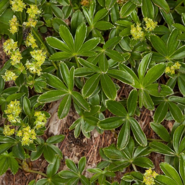 Alchemilla transiens