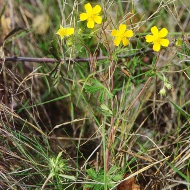 Potentilla inclinata — habit