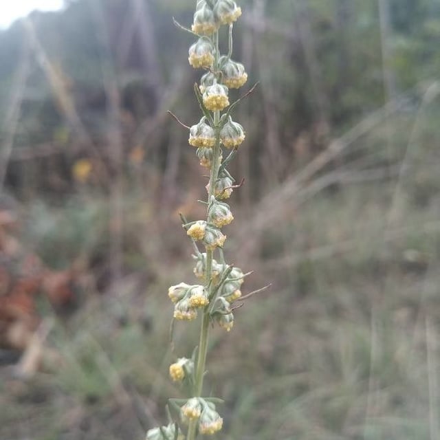 Artemisia alba — flower