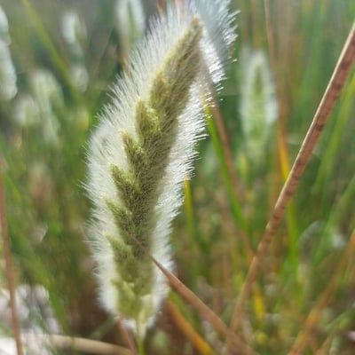Polypogon maritimus — flower