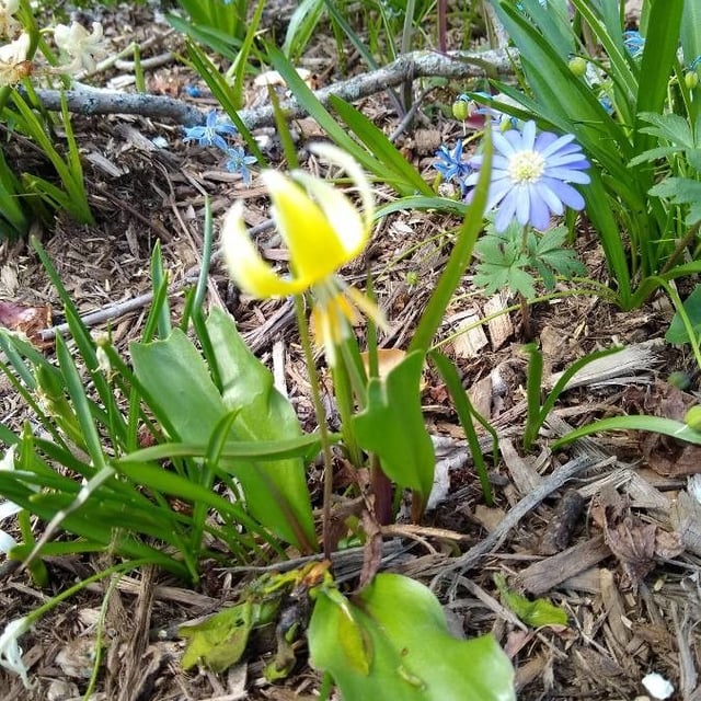 Erythronium grandiflorum — flower