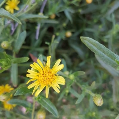 Dittrichia viscosa — flower