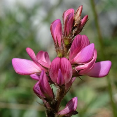 Onobrychis supina — flower
