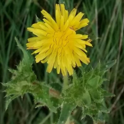 Helminthotheca echioides — flower