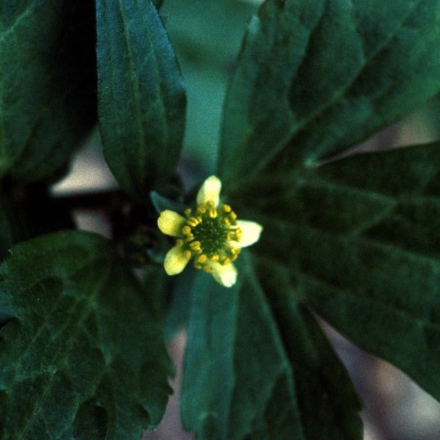 Ranunculus recurvatus — flower