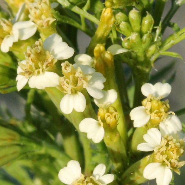 Tagetes minuta — flower