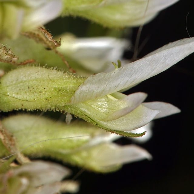 Glycyrrhiza lepidota — flower