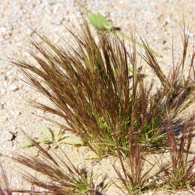 Aristida mutabilis — habit