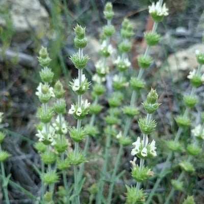 Sideritis tragoriganum — flower