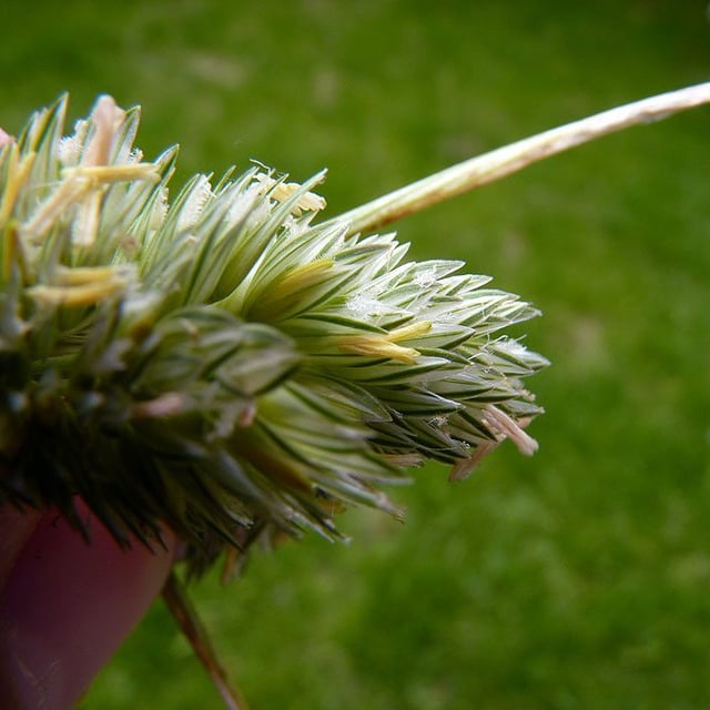Phalaris aquatica — flower