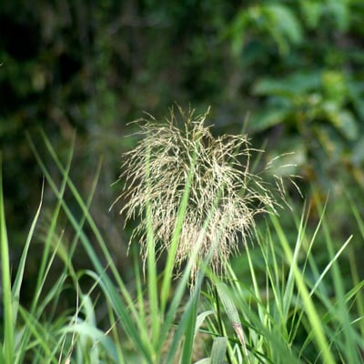 Saccharum spontaneum — flower