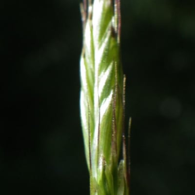 Alopecurus bulbosus — flower