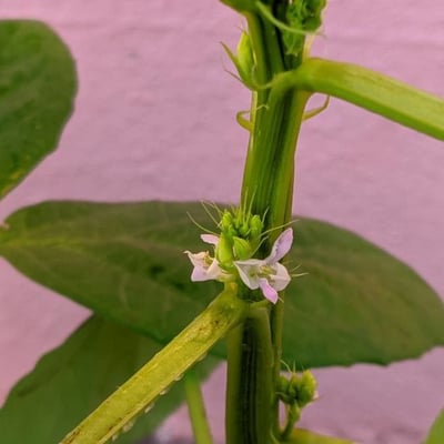 Cyamopsis tetragonoloba — flower