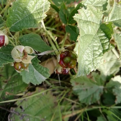 Rubus parvifolius — fruit