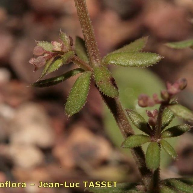 Galium parisiense — flower