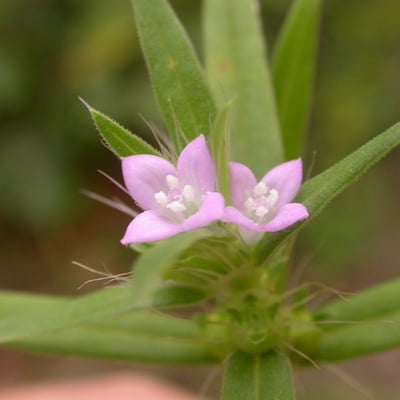 Hexasepalum teres — flower